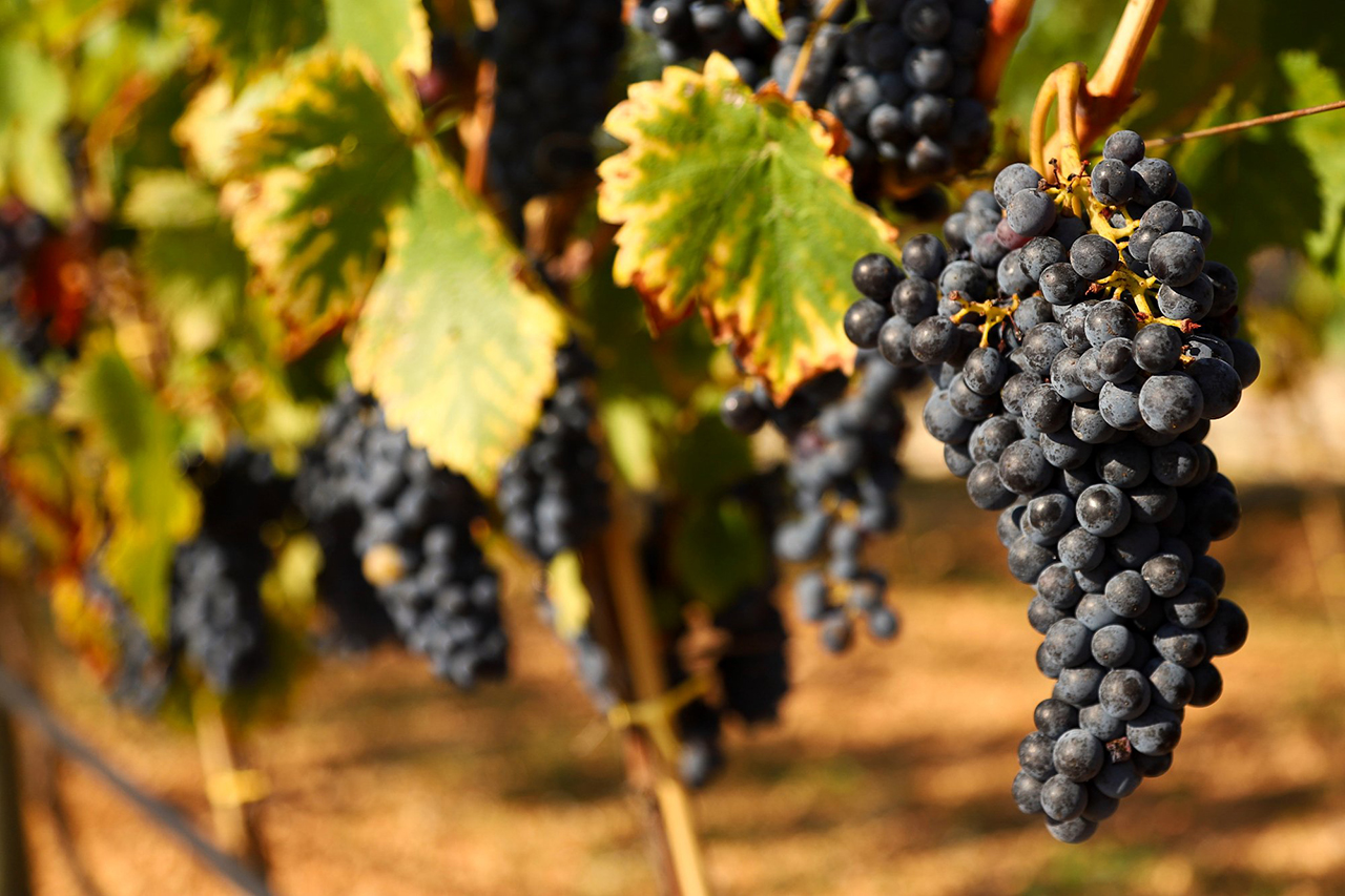 Vineria Enoteca del Borgo Cisternino Degustazioni vini e prodotti tipici pugliesi della Valle d'Itria pugliesi della Valle d'Itria